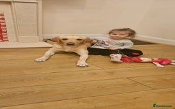 Labrador Retriever dogs for stud: Male for stud - Image 4