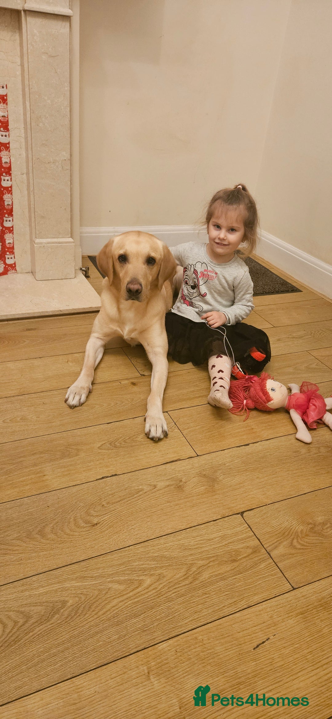 Labrador Retriever dogs for stud: Male for stud - Image 4
