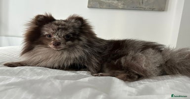 Pomeranian dogs Beautiful Merle Pomeranian boy 💙 - Advert 3
