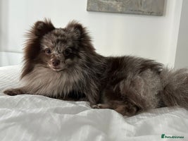 Pomeranian dogs Beautiful Merle Pomeranian boy 💙 - Advert 3
