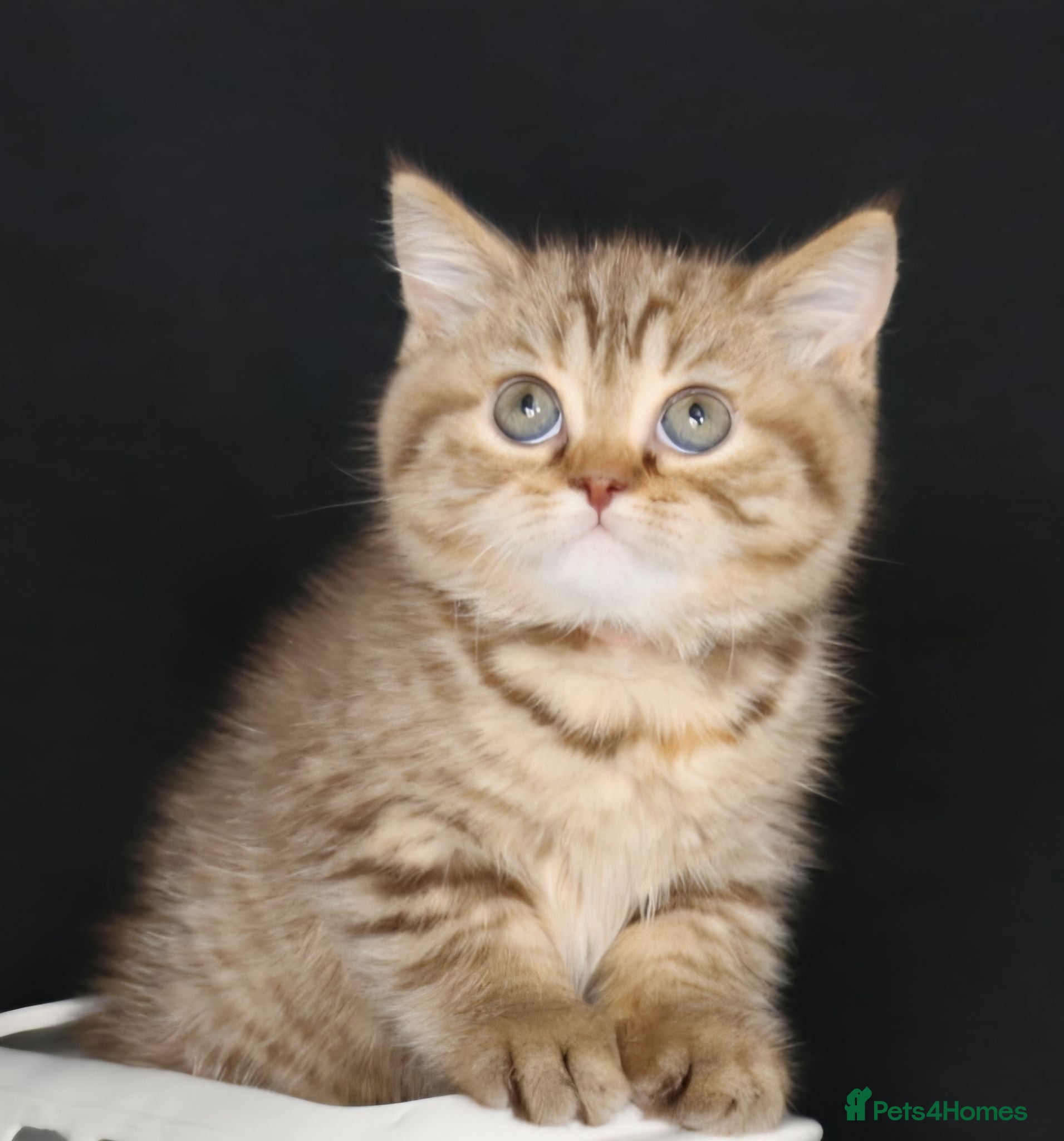 British Longhair cats Register Golden British Longhair/Shorthaired  - Advert 7
