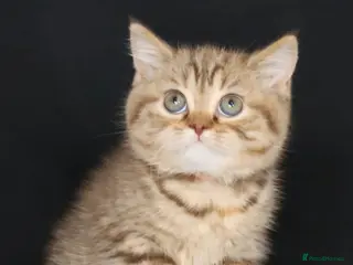 British Longhair cats Register Golden British Longhair/Shorthaired - Advert 7