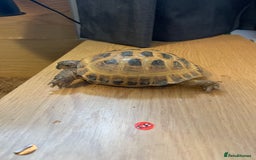 Tortoise reptiles for sale: Tortoise  - Image 4