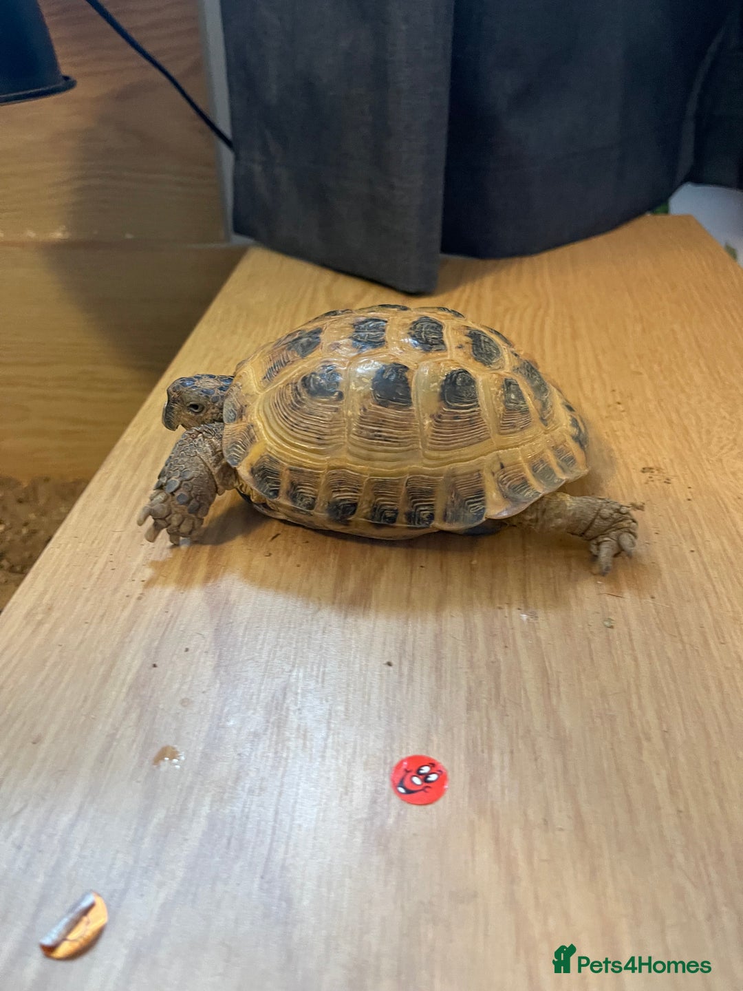 Tortoise reptiles for sale: Tortoise  - Image 4