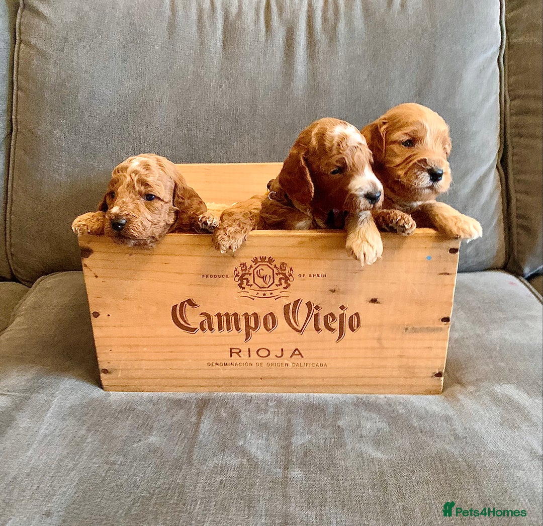 Cockapoo dogs for sale: Cockapoo - Advert 5