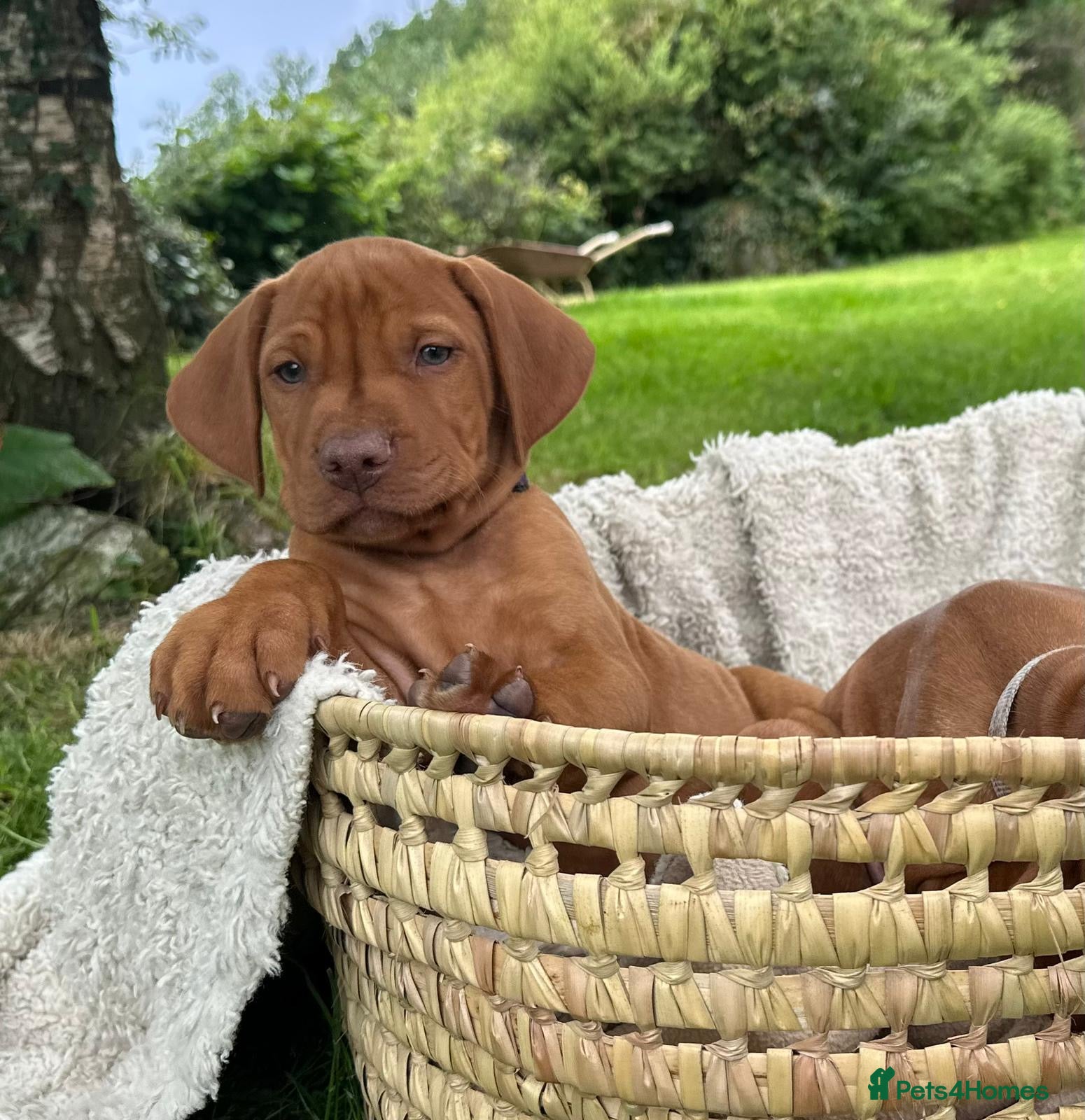 Hungarian Vizsla dogs 🐶Adorable KC Hungarian Vizsla Puppies 💗🩵 - Advert 1