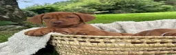 Hungarian Vizsla dogs for sale: 🐶Adorable KC Hungarian Vizsla Puppies 💗🩵 - Advert 5