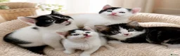 Mixed Breed cats for sale: Stunning 4 Tabby  Kittens Ready for Homes - Advert 1