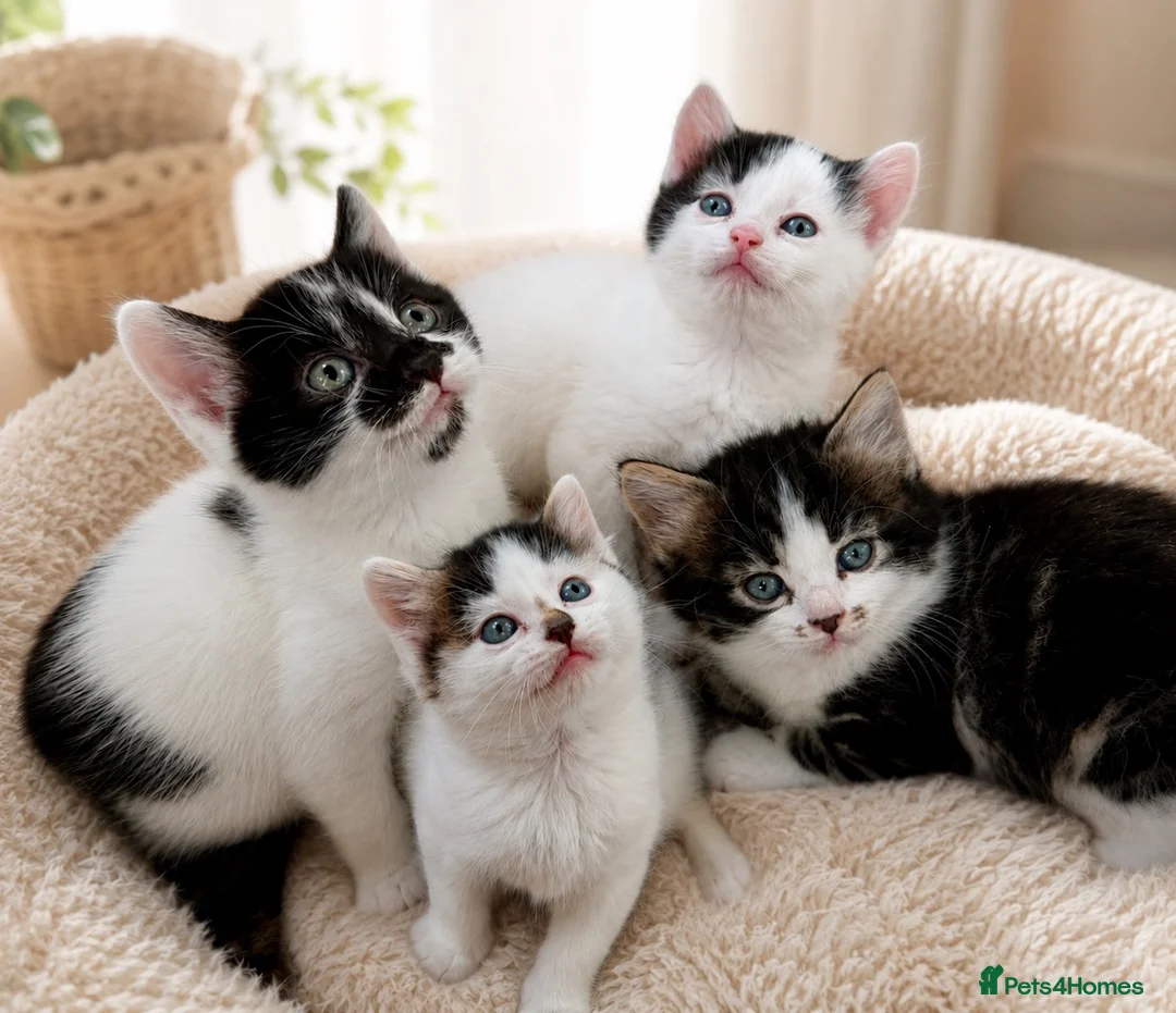 Mixed Breed cats for sale: Stunning 4 Tabby  Kittens Ready for Homes - Advert 1