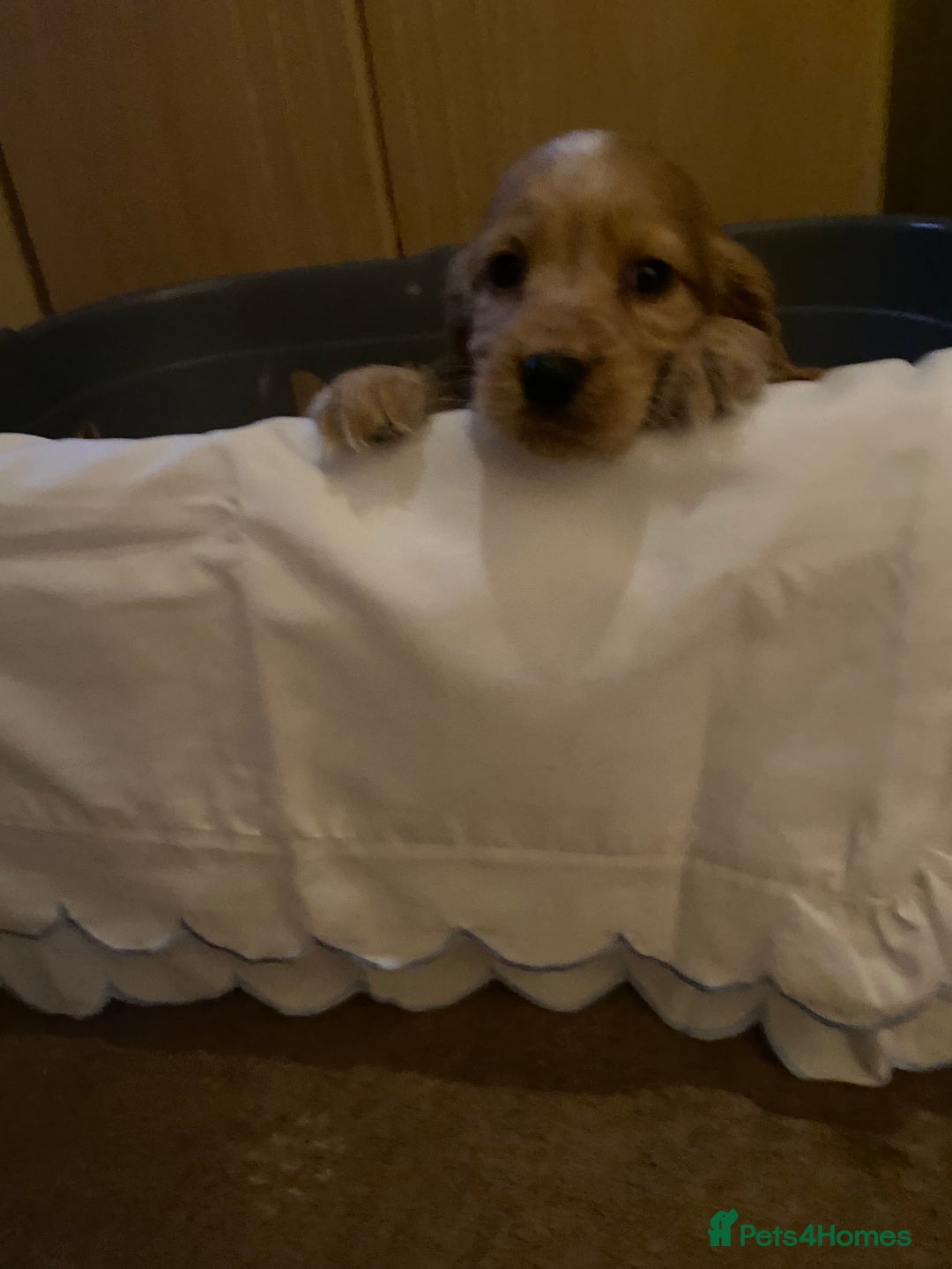 Cocker Spaniel dogs for sale: Beautiful cocker spaniel’s for sale - Advert 3