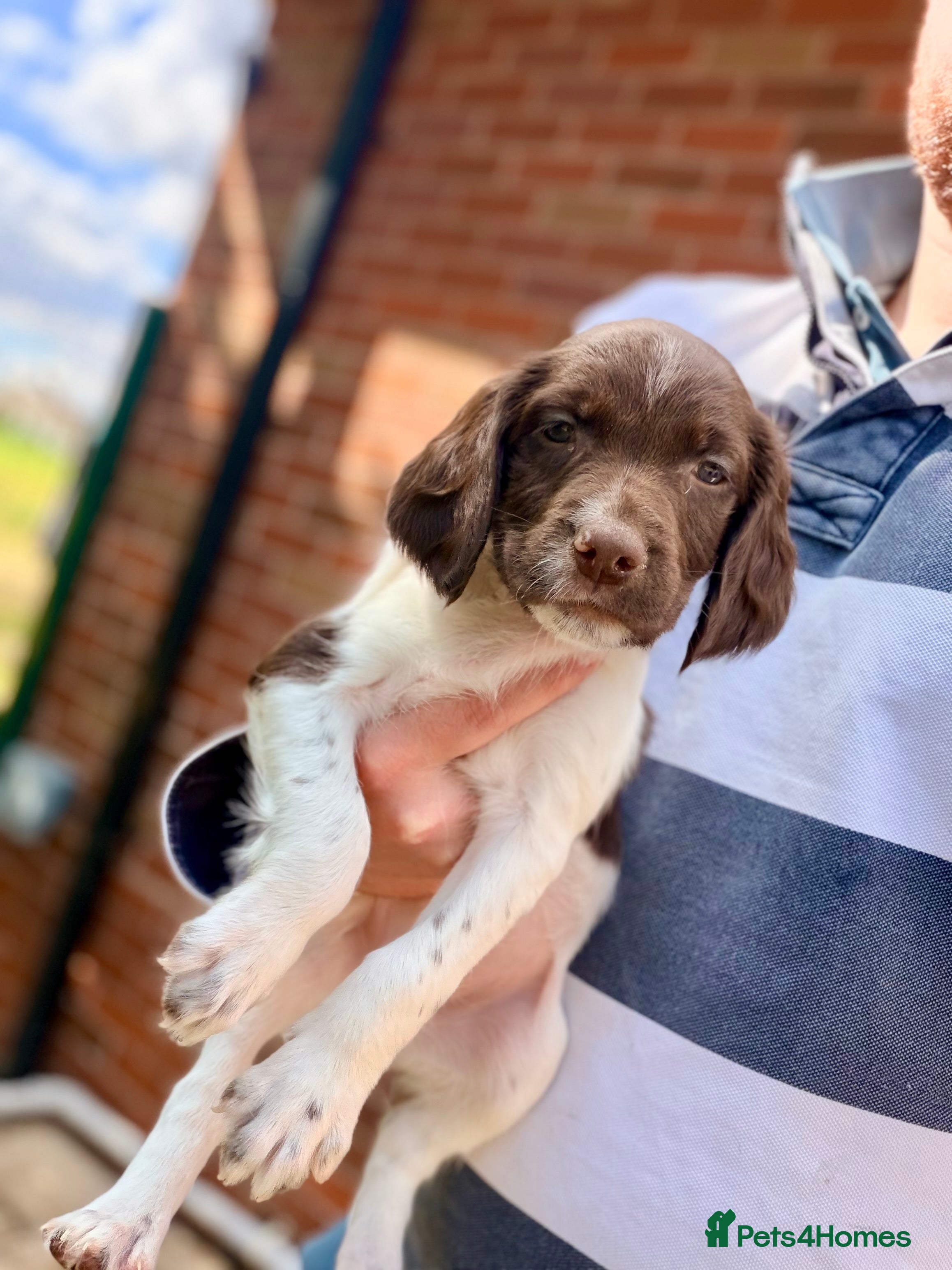 English Springer Spaniel dogs KC, Heath tested, Champion bred Springer Spaniels - Advert 2