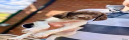 English Springer Spaniel dogs for sale: KC, Heath tested, Champion bred Springer Spaniels - Advert 2