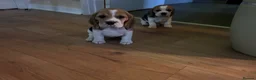 Beagle dogs for sale: Beautiful KC registered beagle puppies - Advert 13