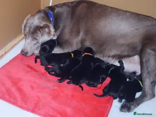 Labrador Retriever dogs FULLY HEALTH TESTED STUNNING CHUNKY LABRADORS - Advert 3