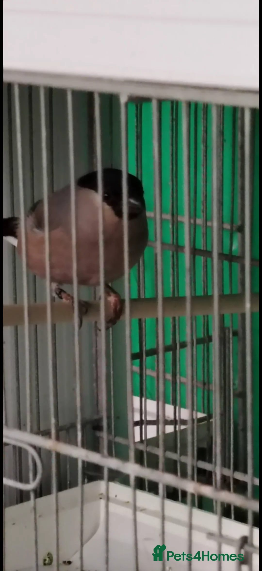 Finches birds for sale: Siberian bully hen 2025 in Rowlands Gill - Advert 2