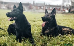 German Shepherd dogs for sale: Looking for good home for my boy Thorn - Image 13
