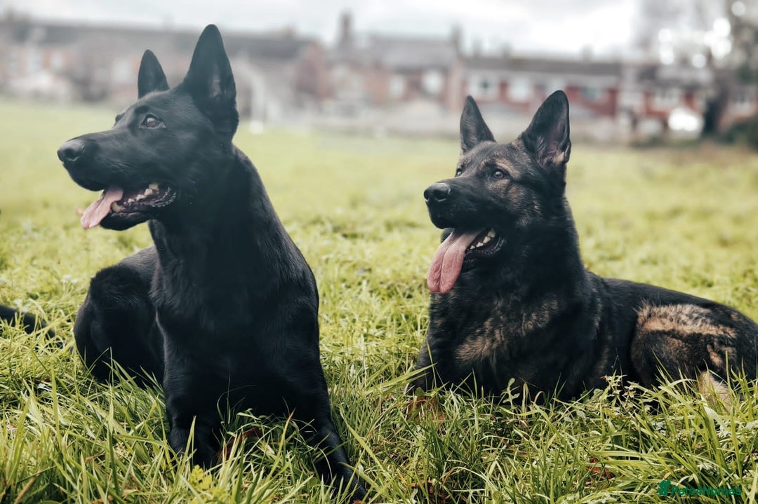 German Shepherd dogs for sale: Looking for good home for my boy Thorn - Image 13