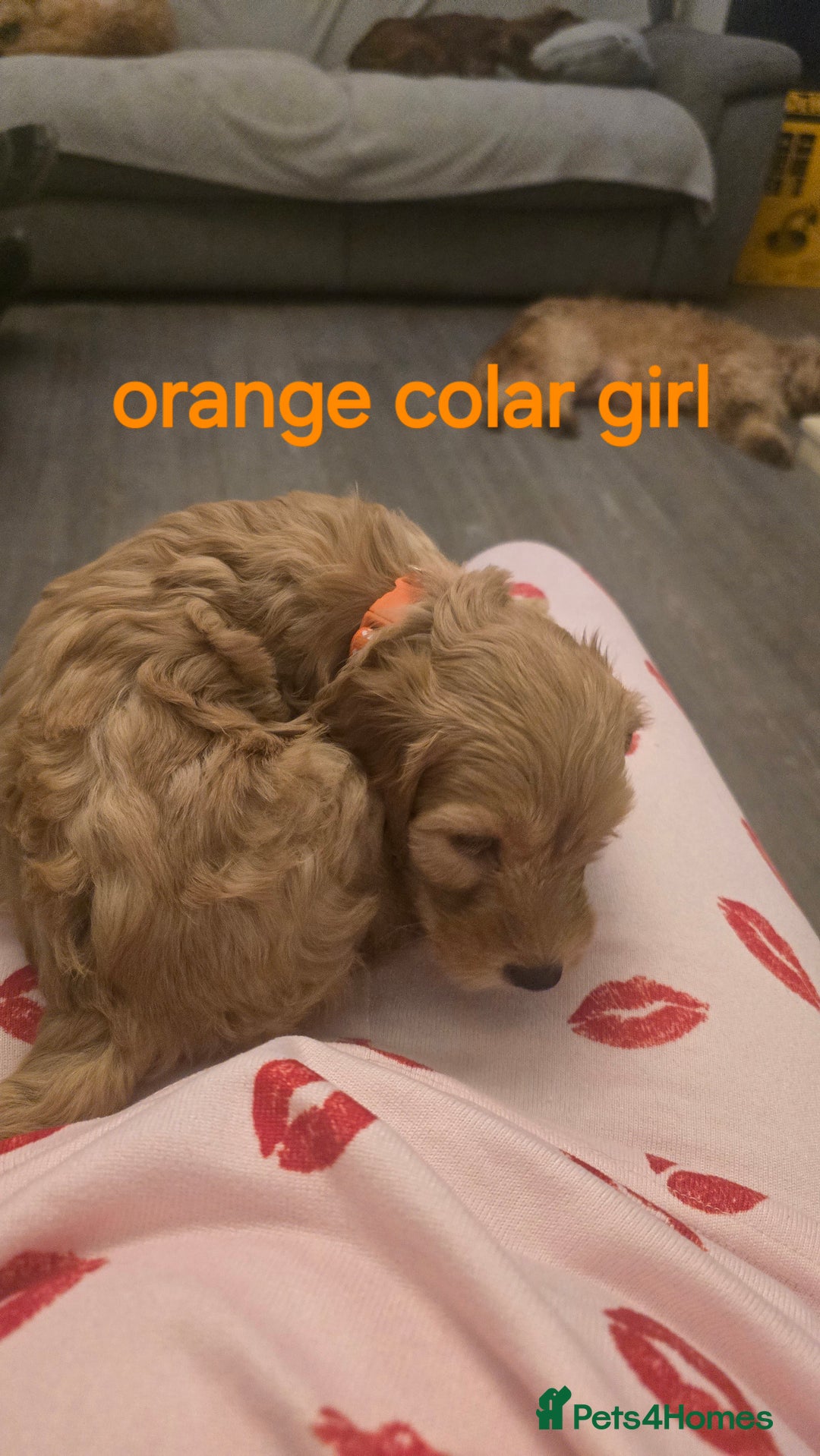 Cockapoo dogs for sale: 7 f2 cockapoos - Advert 21