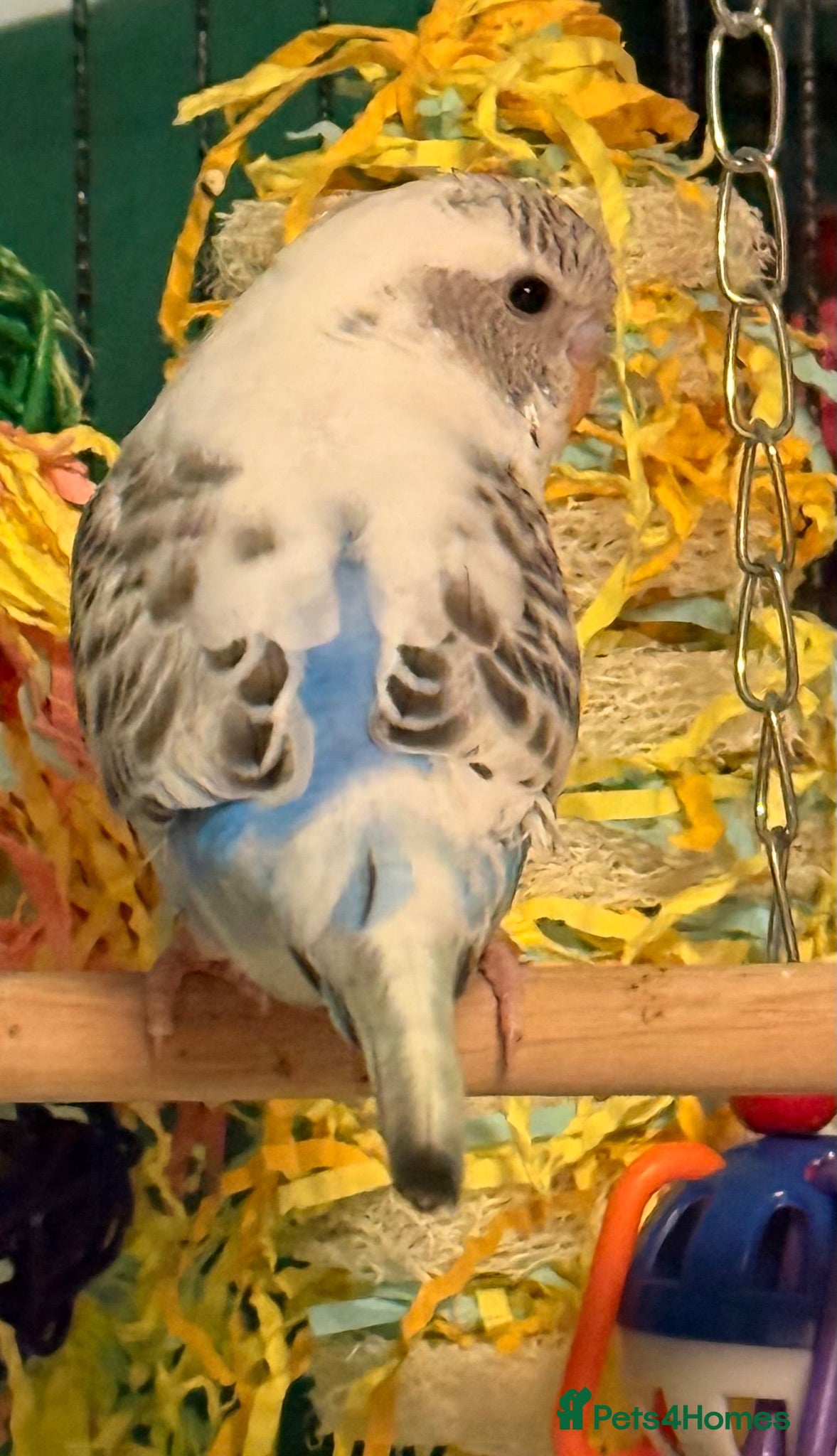 Budgerigars birds Beautiful 9 week old budgies available  - Advert 2