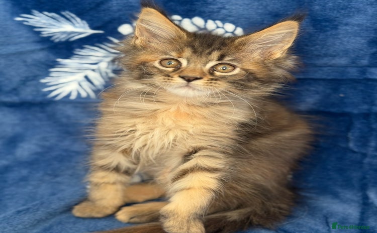 Maine Coon cats - Advert 1