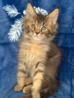 Maine Coon cats - Advert 4
