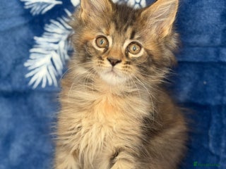 Maine Coon cats - Advert 17