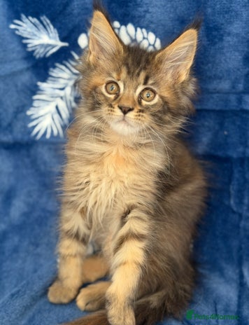 Maine Coon cats - Advert 1