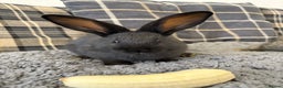 Mixed Breed rabbits for sale: Two Bucks  - Advert 2