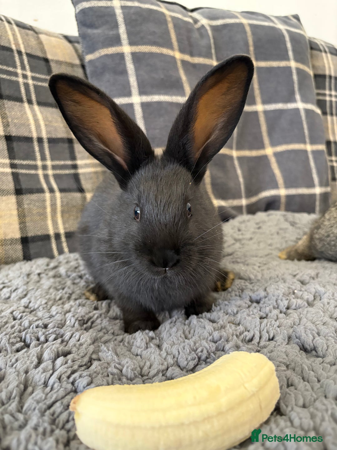 Mixed Breed rabbits for sale: Two Bucks  - Advert 2