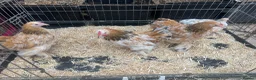 Mixed Breed livestock for sale: Point of lay Pekin hens for sale - read full first - Advert 12