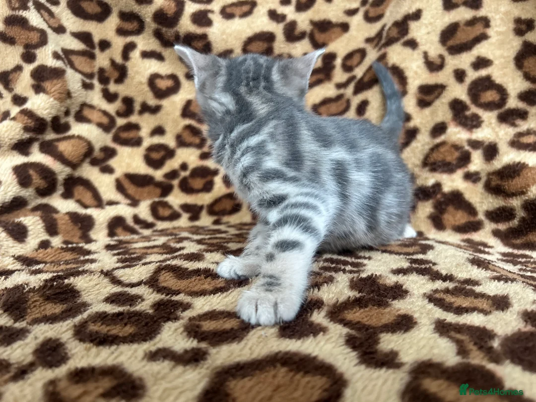 Bengal cats for sale: Beautiful Litter of Bengal Kittens - TICA Reg - Advert 9