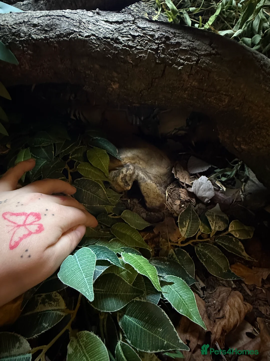 Python Snake reptiles for sale: Snake Vivarium  - Advert 7