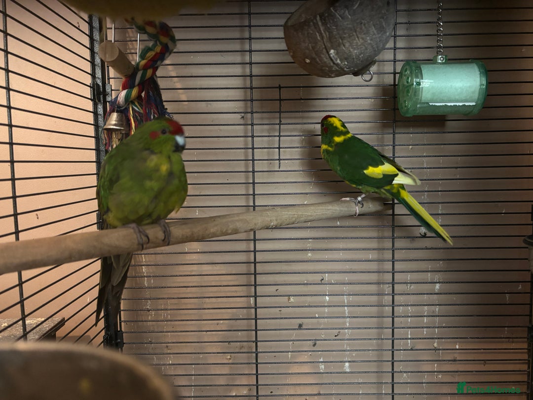Cockatiels birds for sale: Eight birds for sale and 3 large cages £810 - Image 19