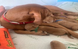 Hungarian Vizsla dogs for sale: 9 adorable Hungarian vizslas for sale - Image 4
