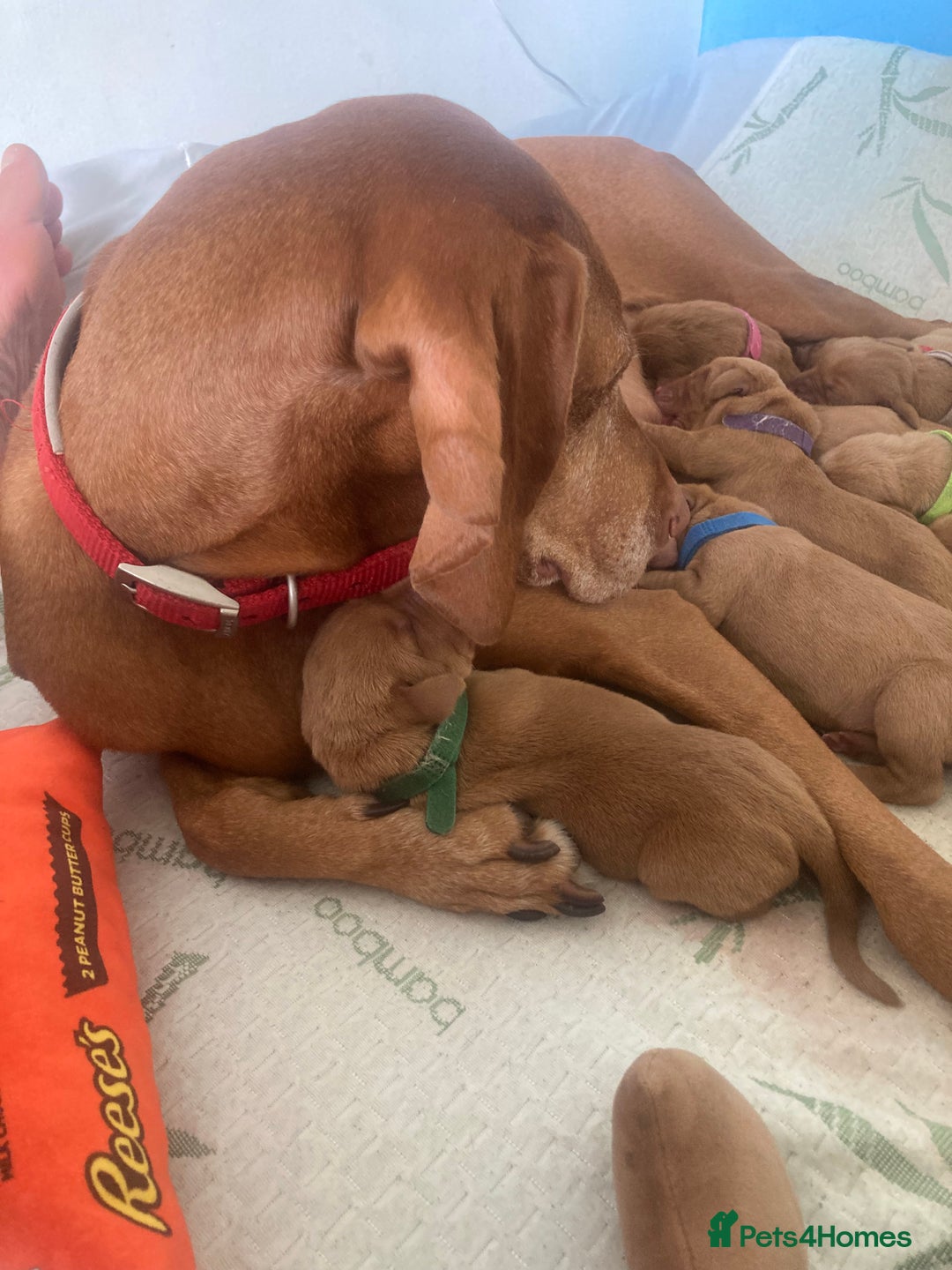 Hungarian Vizsla dogs for sale: 9 adorable Hungarian vizslas for sale - Image 4