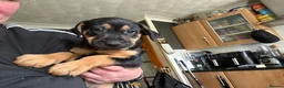 Mixed Breed dogs for sale: 3 Male 2 Female - Advert 6