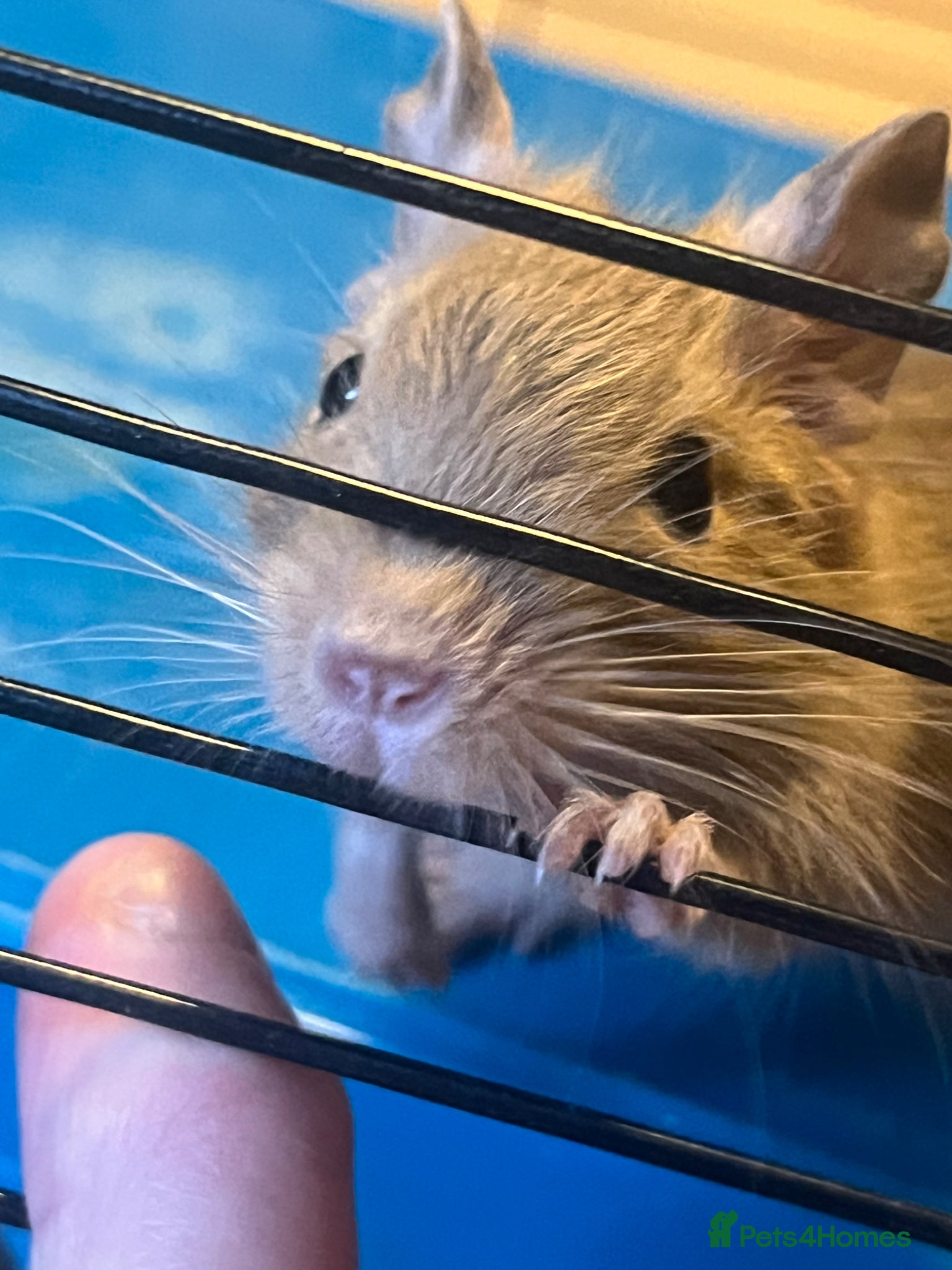 Degus rodents Baby Degu pups  - Advert 2