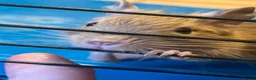 Degus rodents for sale: Baby Degu pups  - Advert 1