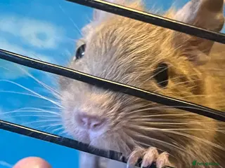 Degus rodents Baby Degu pups - Advert 2