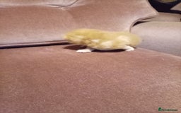 Mixed Breed cats for sale: Four mixed breed British short kittens - Image 9