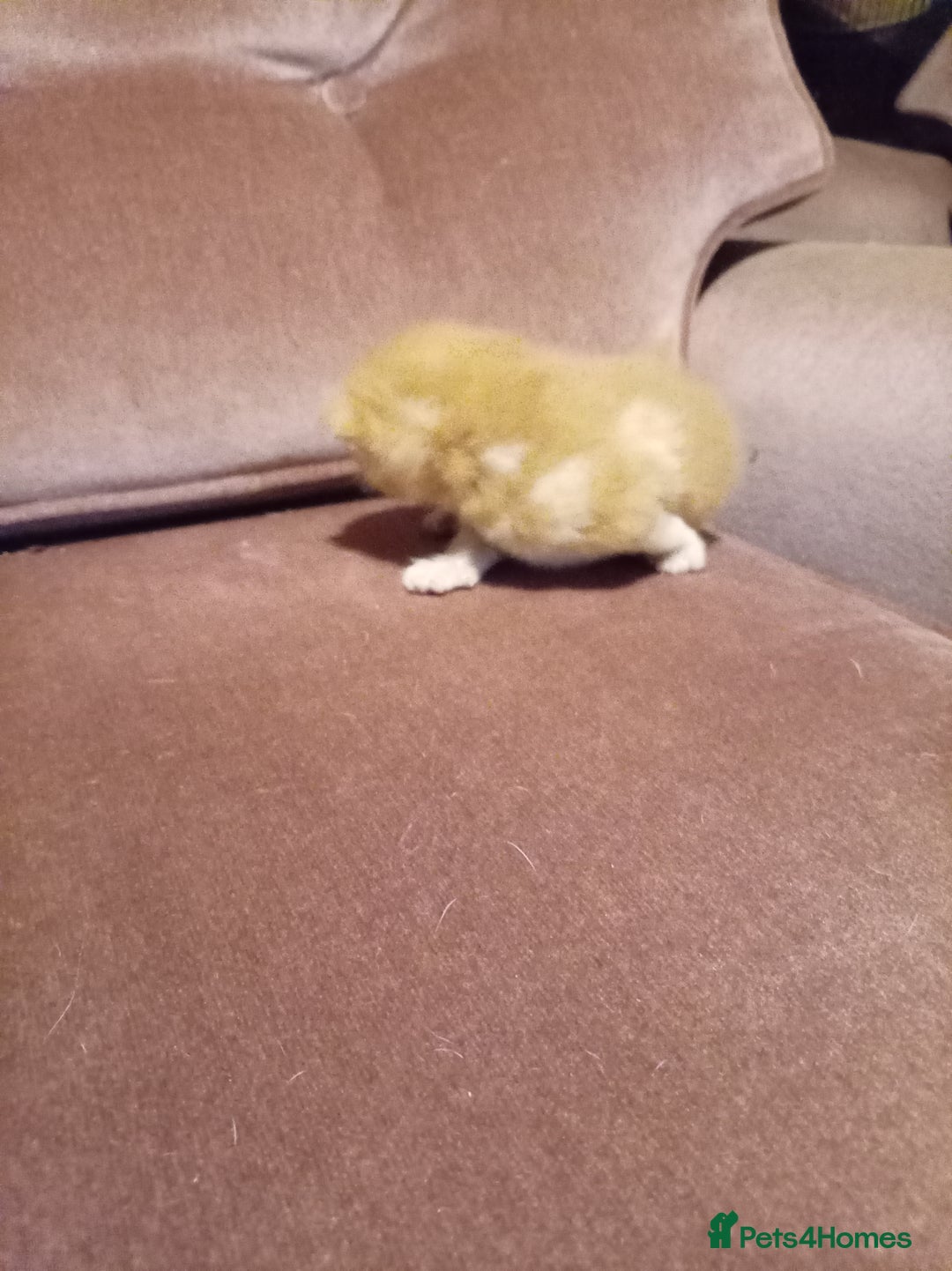 Mixed Breed cats for sale: Four mixed breed British short kittens - Image 9