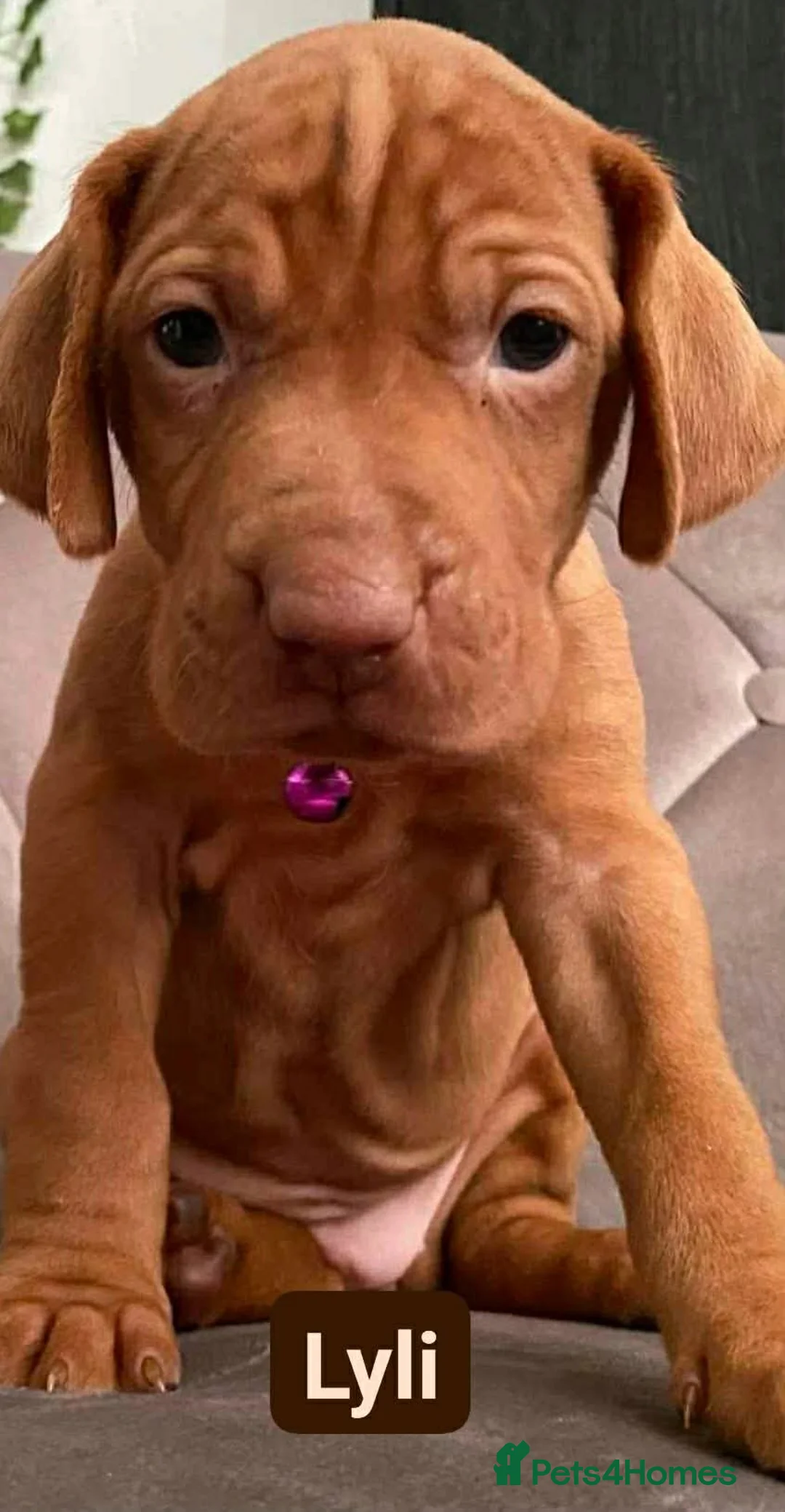 Hungarian Vizsla dogs for sale: Extra Ordinary Beautiful Hungarian Vizsla - Advert 7