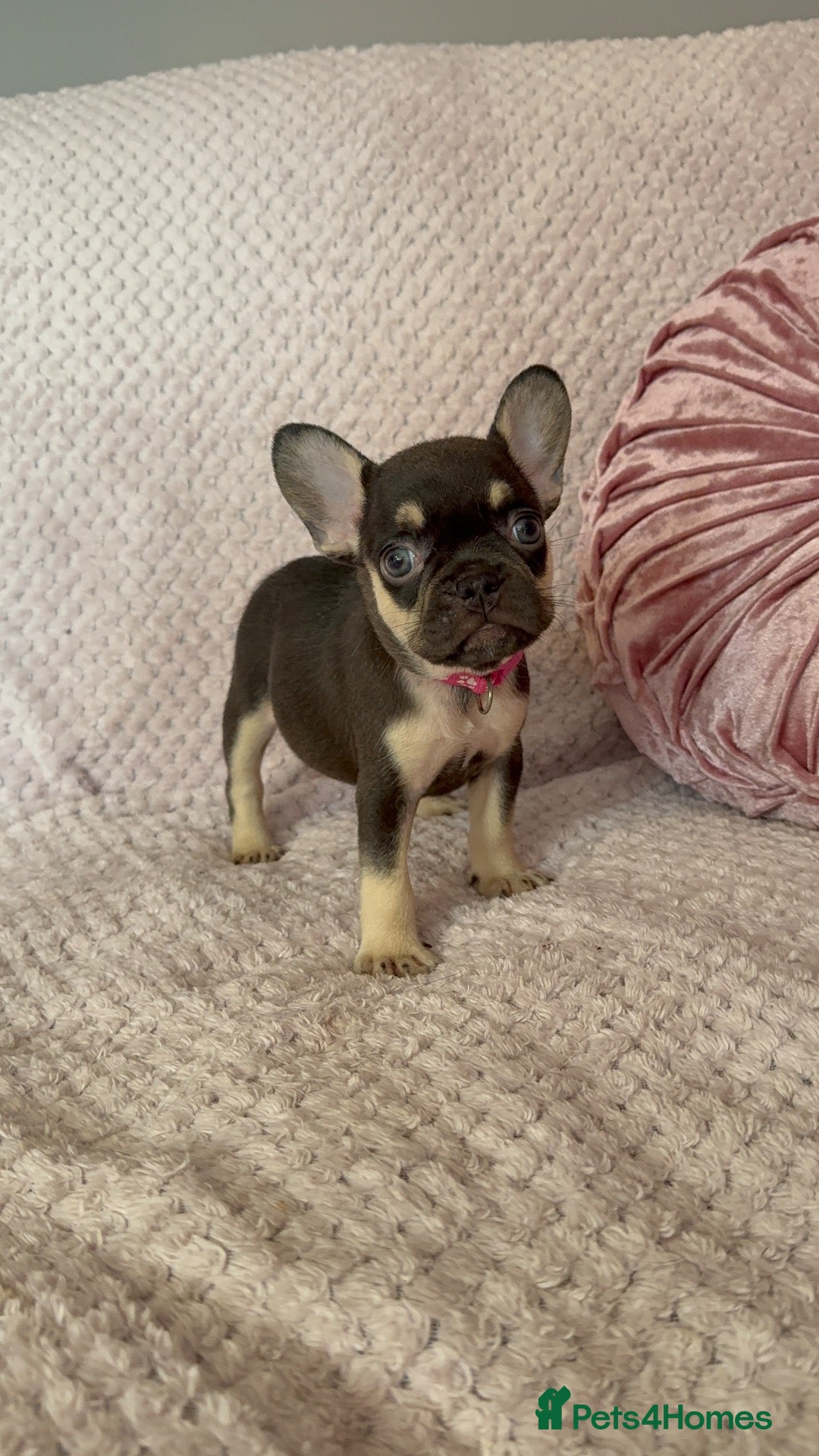 French Bulldog dogs 🩶🩷Beautiful French Bulldog Puppies🩷🩶 - Advert 1