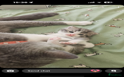 British Shorthair cats for sale: British shorthair x Cross Kitten Male  - Image 3