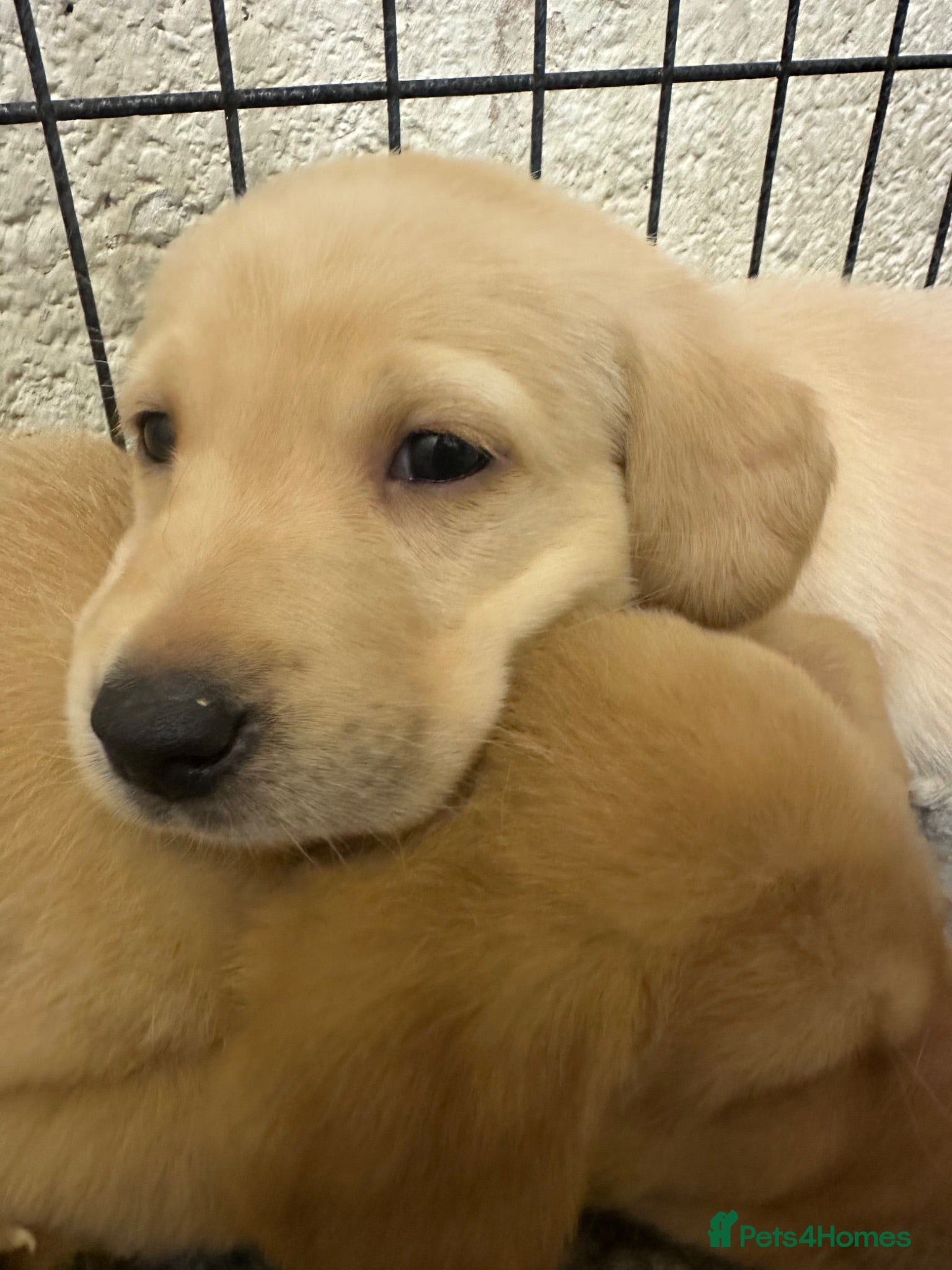Labrador Retriever dogs KC Registered Labrador Retrievers - Advert 12
