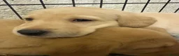 Labrador Retriever dogs for sale: KC Registered Labrador Retrievers - Advert 1