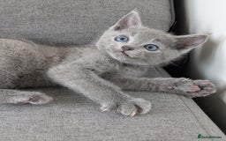 Russian Blue cats for sale: Russian blue babies looking for FOREVER homes - Image 6