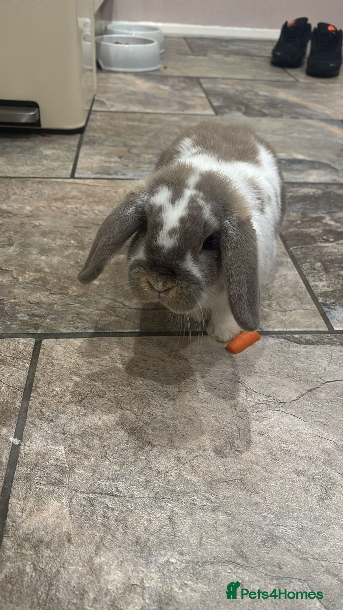 Mini Lop rabbits 2x mini lops and hutch  - Advert 1