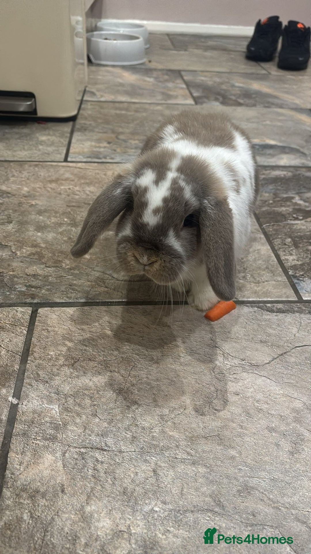 Mini Lop rabbits for sale: 2x mini lops and hutch  - Advert 1