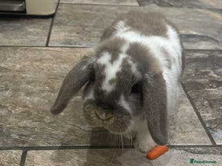 Mini Lop rabbits 2x mini lops and hutch - Advert 1